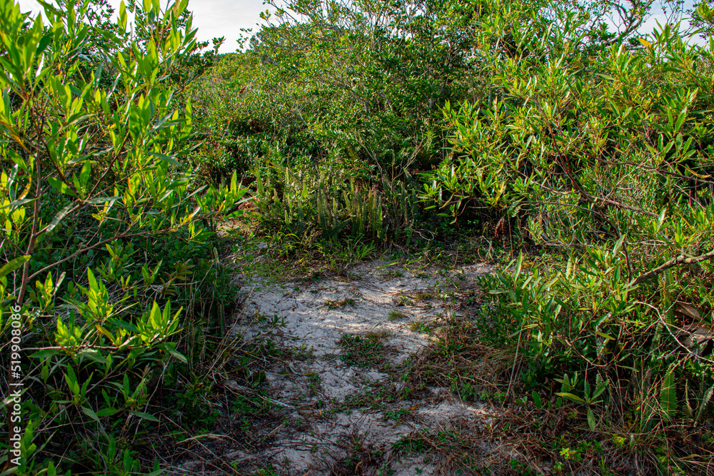 Obraz premium sand path in the park