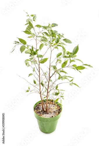 Wilted ficus tree on white background