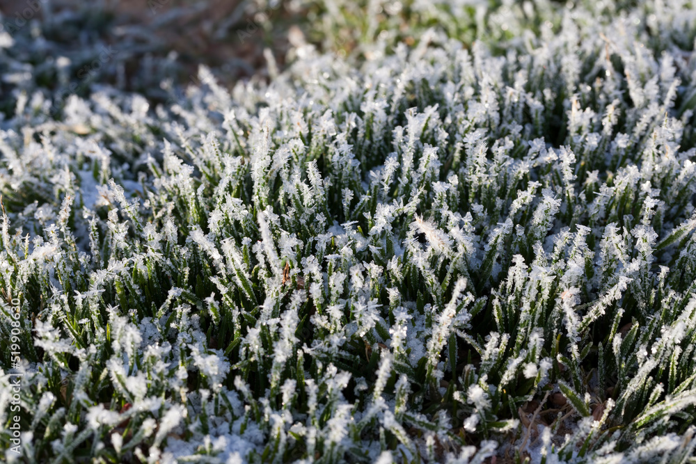 Obraz premium grass covered with white cold frost in the winter season