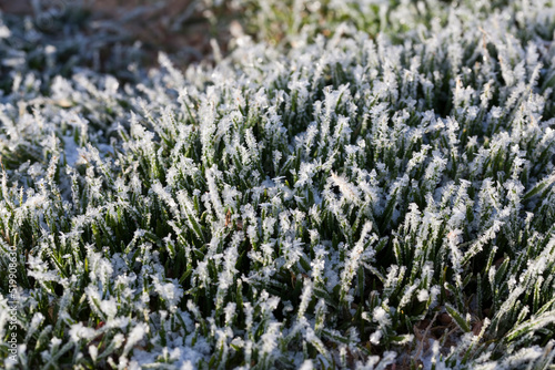 grass covered with white cold frost in the winter season