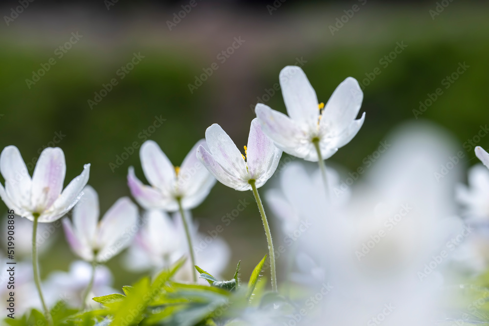 Obraz premium spring white flowers sprouting in the forest