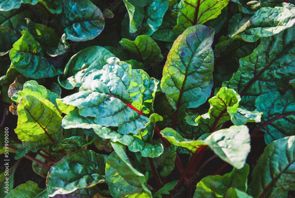 Fototapeta premium beetroot leaves texture, beet leaf growing in the garden