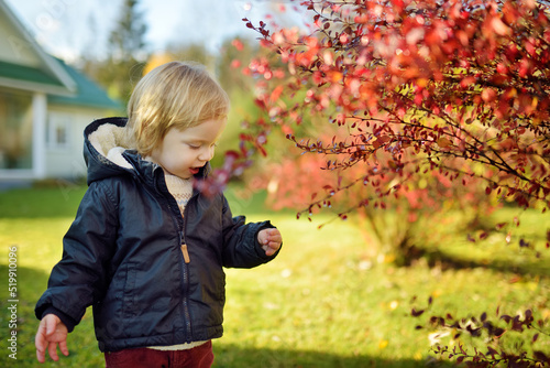 Funny toddler boy having fun outdoors on sunny autumn day. Child exploring nature. Autumn activities for small kids.