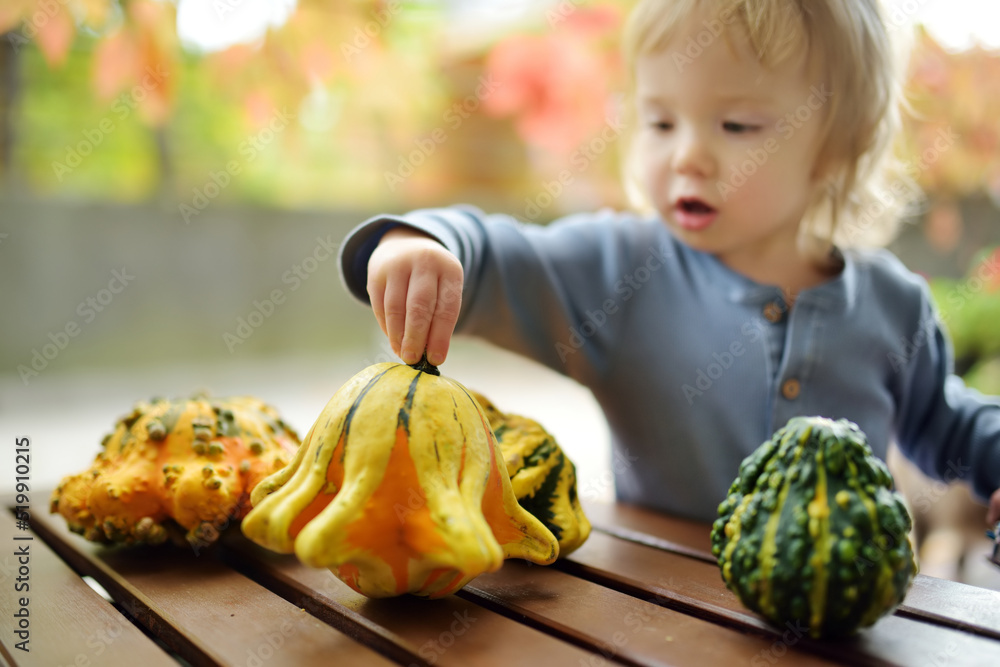 Fototapeta premium Funny toddler boy playing with variuos decorative pumpkins outdoors on sunny autumn day. Child exploring nature.