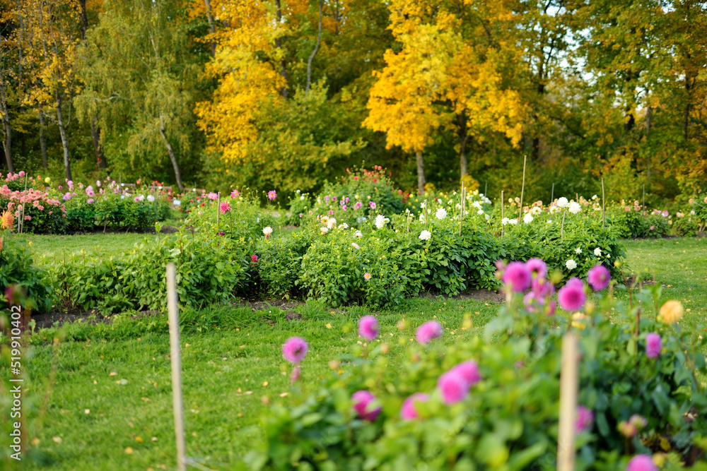 Colourful dahlia flowers in a park garden in autumn. Fall season. Colourful dahlia flowers in a park garden in autumn. Fall season.