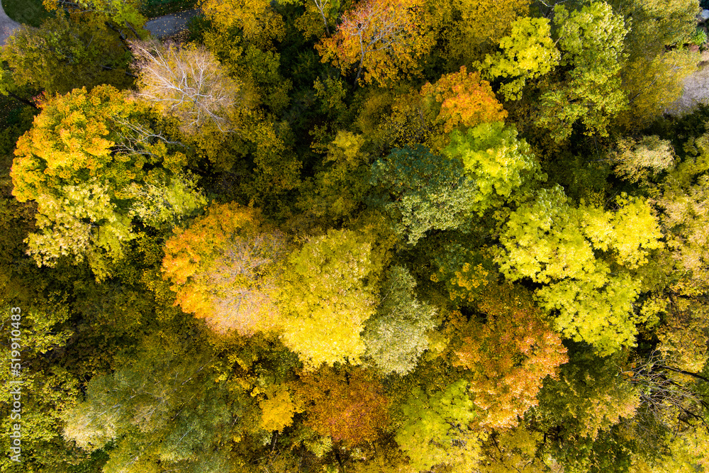 Aerial view of autumn forest with green and yellow trees. Mixed deciduous and coniferous forest. Beautiful fall scenery near Vilnius city, Lithuania Aerial view of autumn forest with green and yellow trees. Mixed deciduous and coniferous forest. Beautiful fall scenery near Vilnius city, Lithuania