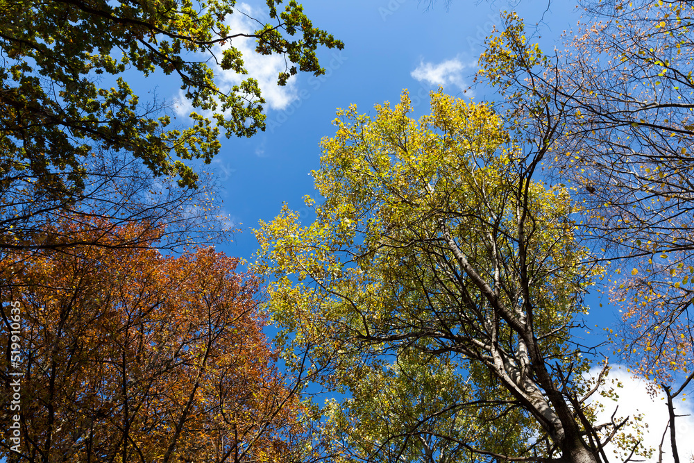yellowed maple foliage on trees in the autumn season yellowed maple foliage on trees in the autumn season