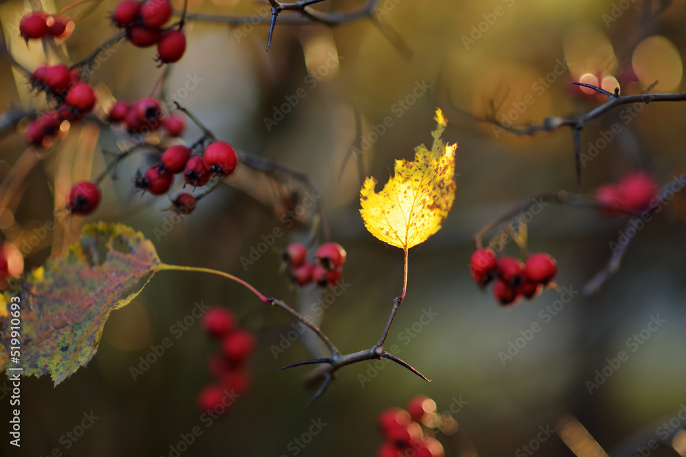 Ripe red fruits of hawthorn or single-seeded hawthorn, on a hawthorn tree branch on autumn day Ripe red fruits of hawthorn or single-seeded hawthorn, on a hawthorn tree branch on autumn day