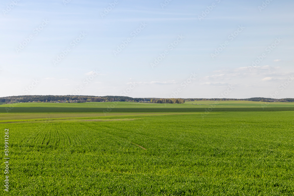 agricultural field where green unripe wheat grows