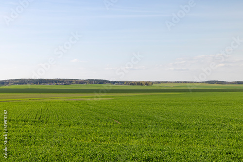 agricultural field where green unripe wheat grows