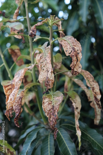 dead leaves with diseased tree photo