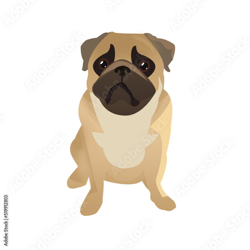 pug dog