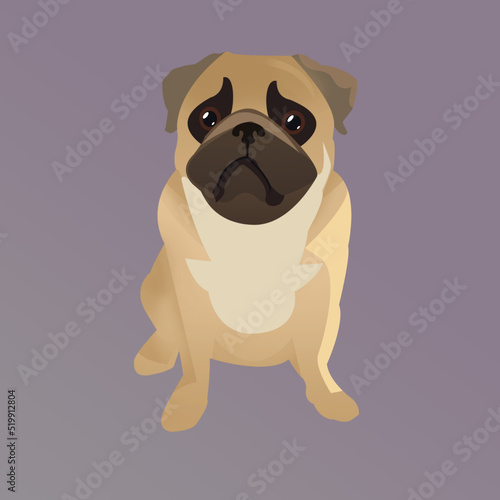 Pet pug,the little dog background