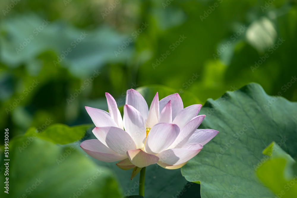 pink lotus in the pond