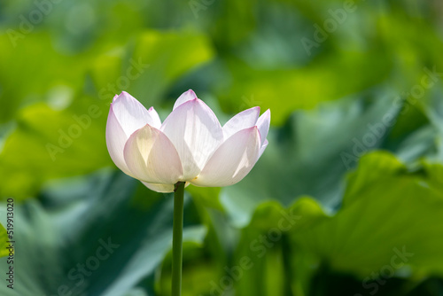 lotus flower in the garden