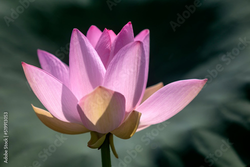 pink lotus flower