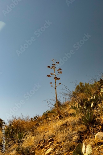Big Bend National Park