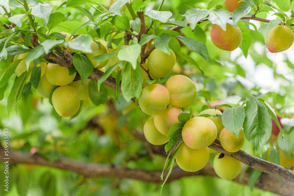 Young fruits of a Japanese plum tree, on the branch