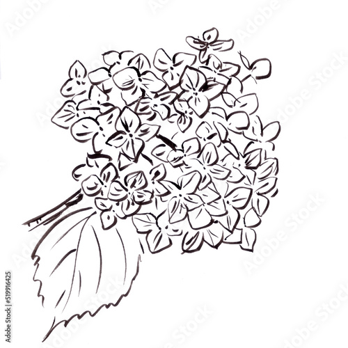 hydrangea inflorescence  black and white drawing  botanical sketch