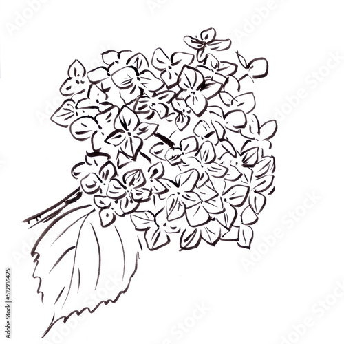hydrangea inflorescence, black and white drawing, botanical sketch