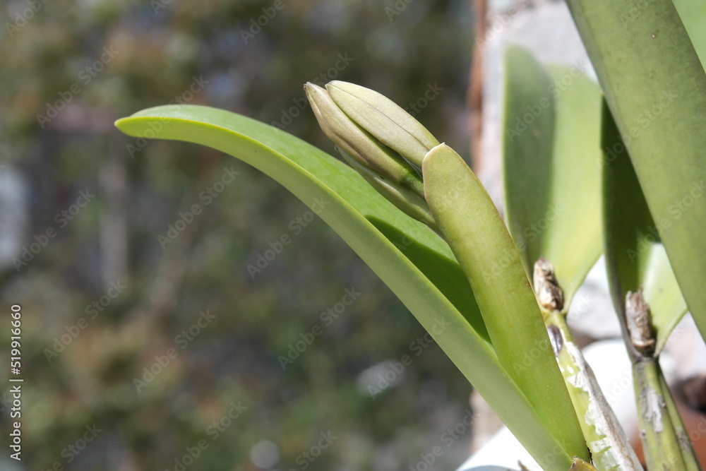 Process of growth and flowering of a Cattleya trianae orchid Process of growth and flowering of a Cattleya trianae orchid