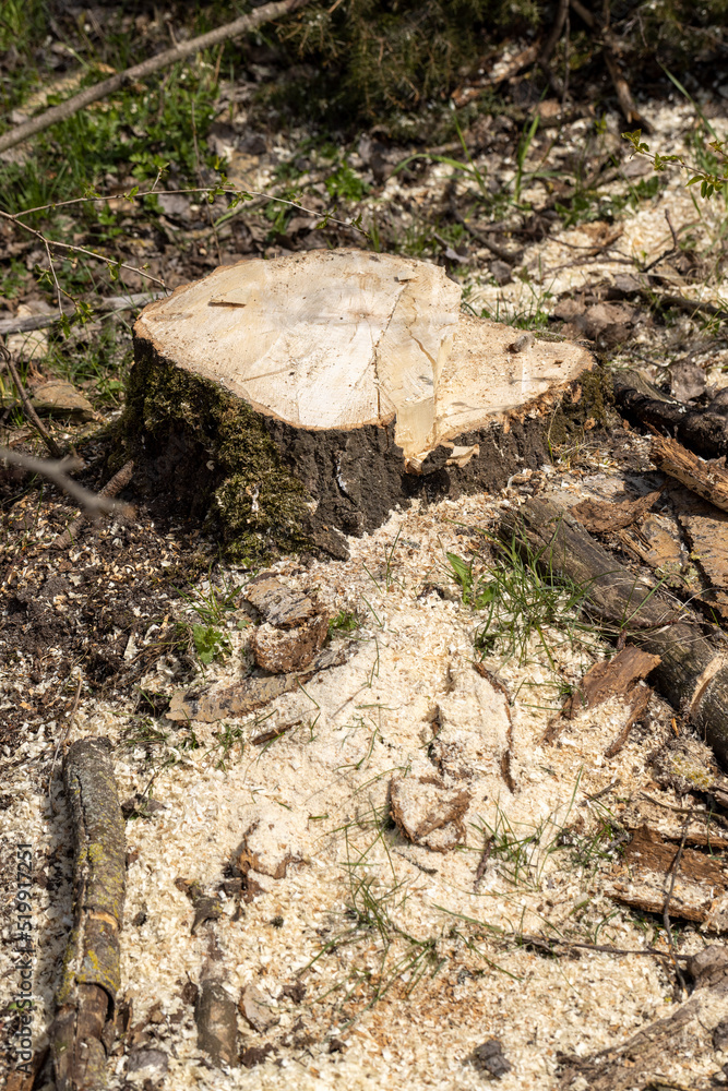 stumps and branches left after logging in the forest stumps and branches left after logging in the forest