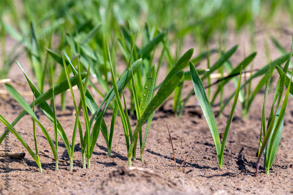 agricultural fields with a large number of young green cereal wheat as grass agricultural fields with a large number of young green cereal wheat as grass