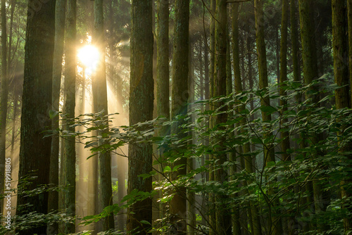 杉林にかかる霧と朝日　光芒 photo