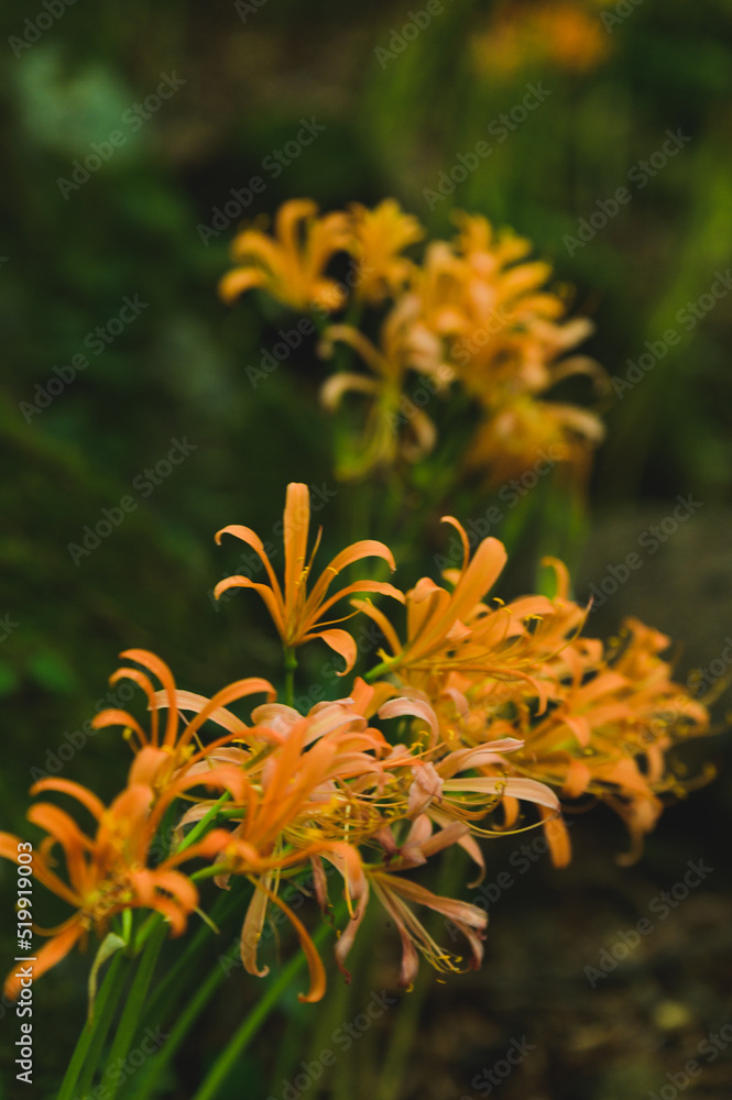 野草のオオキツネノカミソリ 野草のオオキツネノカミソリ