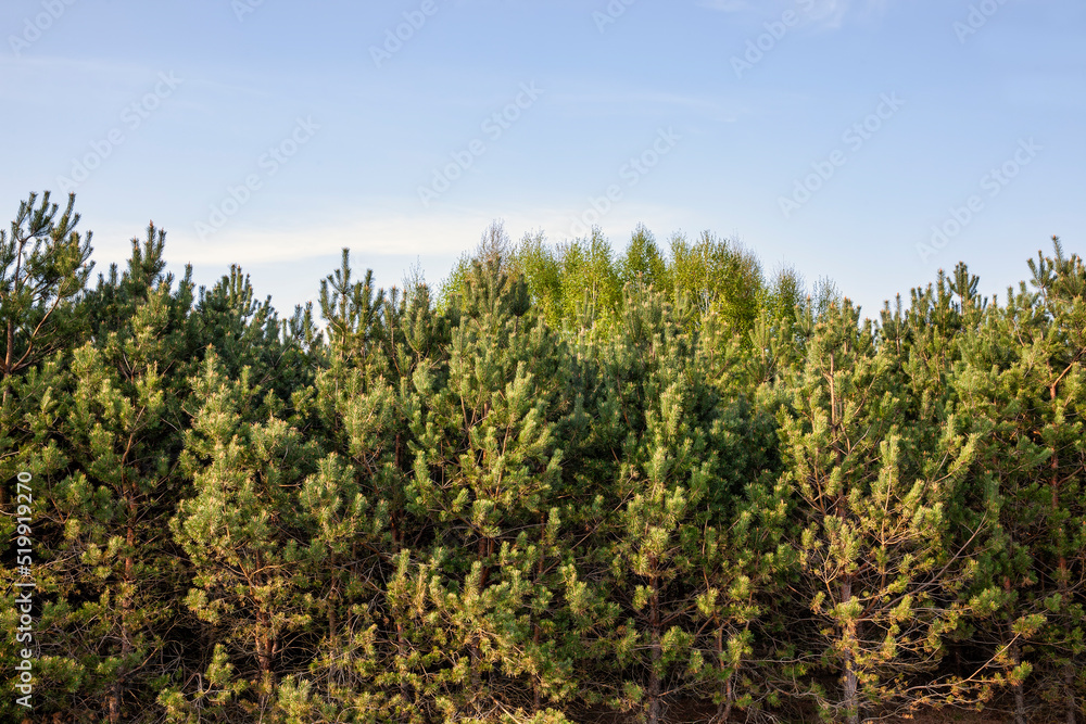 deciduous trees in the spring season with green foliage deciduous trees in the spring season with green foliage