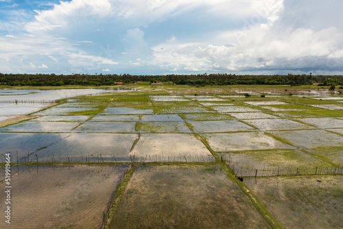Flooded rice fields in the countryside of Sri Lanka.