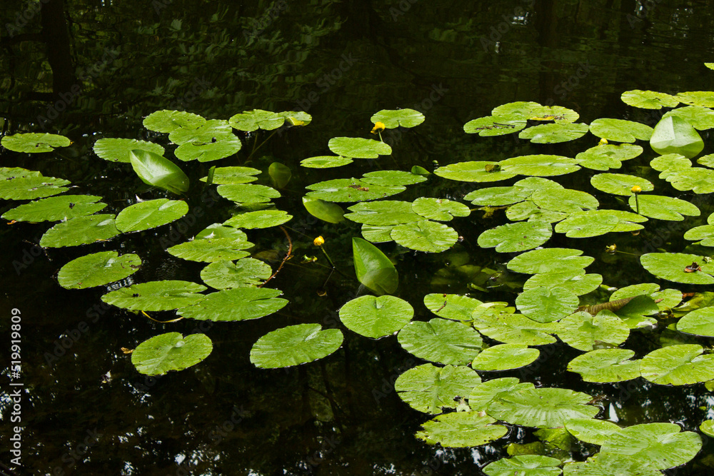 Lilies in the pond. Beautiful landscape. Background. Texture. Lilies in the pond. Beautiful landscape. Background. Texture.