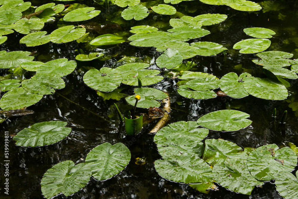 Lilies in the pond. Beautiful landscape. Background. Texture. Lilies in the pond. Beautiful landscape. Background. Texture.