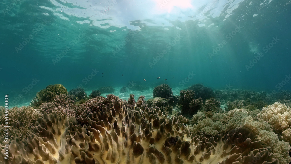 Fototapeta premium Coral garden seascape and underwater world. Colorful tropical coral reefs. Life coral reef. Philippines.