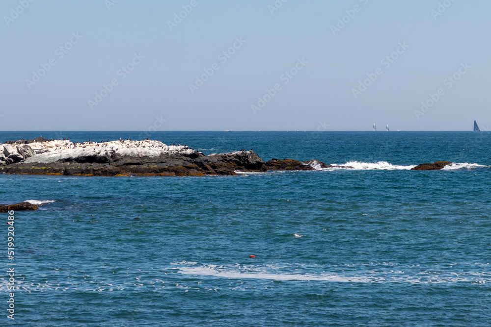 Birds Sitting Along a Rock at Sea