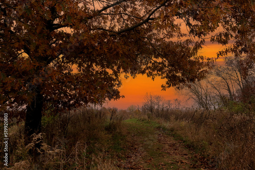 Wooded Path at Sunset