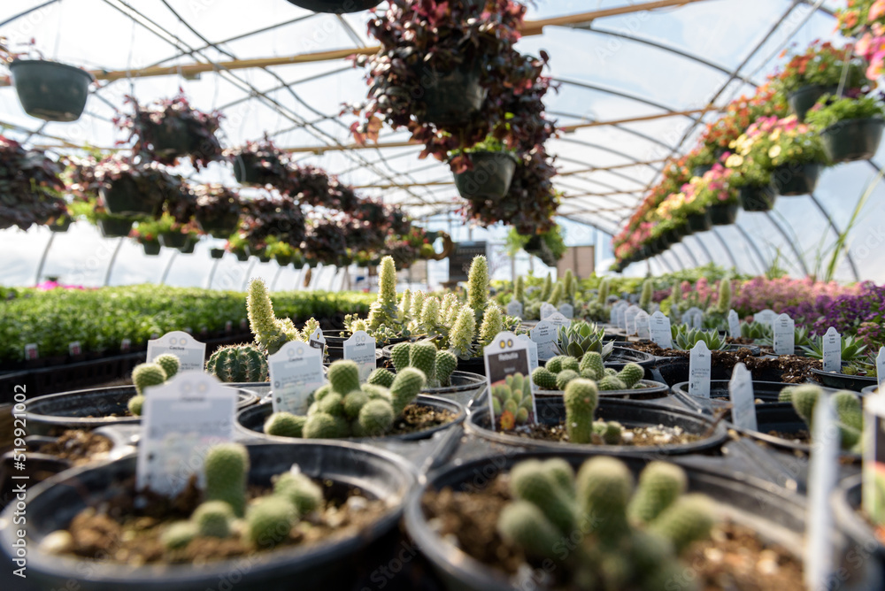 Greenhouse with succulents and hanging baskets Greenhouse with succulents and hanging baskets