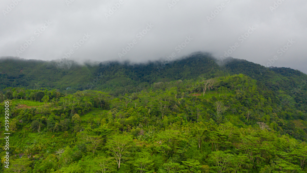 Obraz premium Tropical mountain range and mountain slopes with rainforest. Sri Lanka.