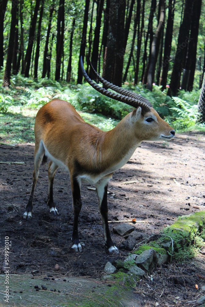 Kobus leche is an antelope found in the wetlands of south-central Africa and introduced to Australia Kobus leche is an antelope found in the wetlands of south-central Africa and introduced to Australia