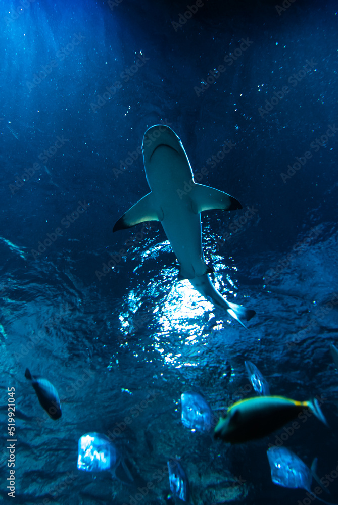 Fototapeta premium Shark swimming in aquarium