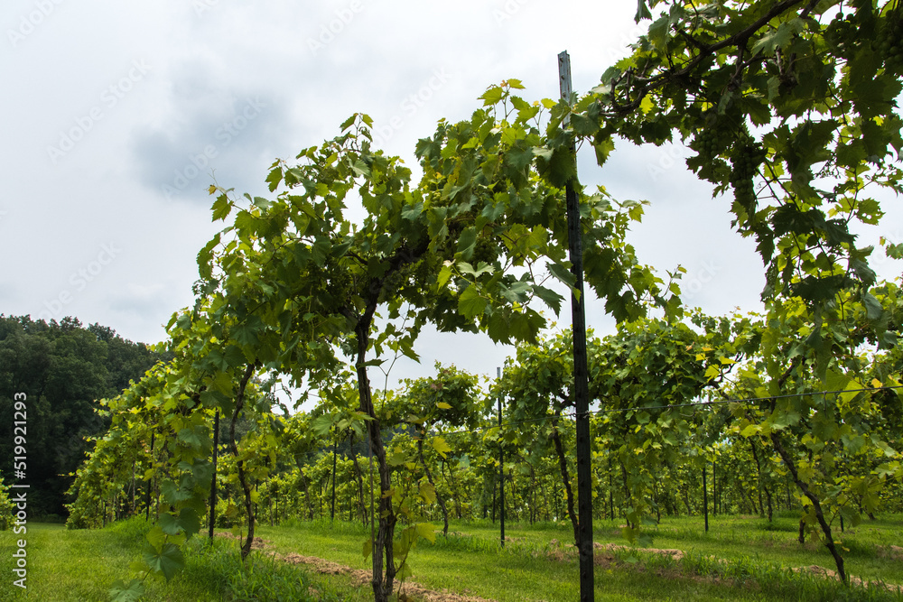 Fototapeta premium Grape Vineyard with green grapes and rows of vines