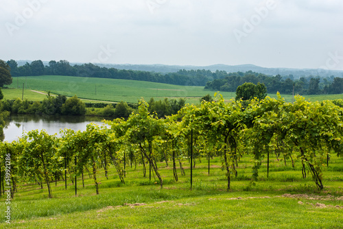 Grape Vineyard with green grapes and rows of vines