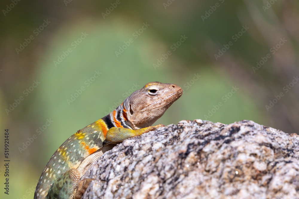 Naklejka premium Eastern collared lizard, Crotaphytus collaris, basking in the sun on a rock, in the Sonoran Desert with prickly pear cactus in the background in the Catalina Mountains north of Tucson, Arizona, USA.