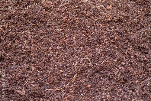 cocopeatCoco peat for gardening. Coco peat is growing medium made out of coconut husk. photo