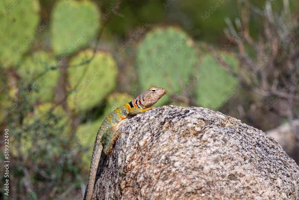 Eastern collared lizard, Crotaphytus collaris, basking in the sun on a rock, in the Sonoran Desert with prickly pear cactus in the background in the Catalina Mountains north of Tucson, Arizona, USA. Eastern collared lizard, Crotaphytus collaris, basking in the sun on a rock, in the Sonoran Desert with prickly pear cactus in the background in the Catalina Mountains north of Tucson, Arizona, USA.