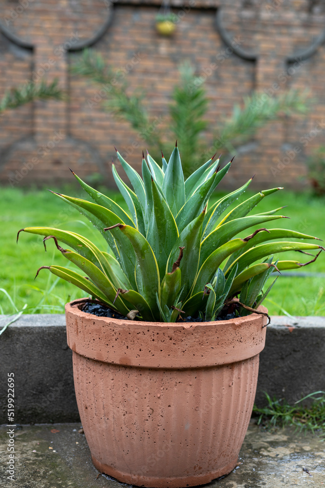 Agave desmettiana green leaves with yellow edges plant in a concrete pot
