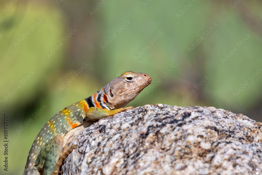 Eastern collared lizard, Crotaphytus collaris, basking in the sun on a rock, in the Sonoran Desert with prickly pear cactus in the background in the Catalina Mountains north of Tucson, Arizona, USA. Eastern collared lizard, Crotaphytus collaris, basking in the sun on a rock, in the Sonoran Desert with prickly pear cactus in the background in the Catalina Mountains north of Tucson, Arizona, USA.