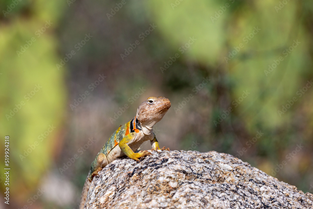 Eastern collared lizard, Crotaphytus collaris, basking in the sun on a rock, in the Sonoran Desert with prickly pear cactus in the background in the Catalina Mountains north of Tucson, Arizona, USA. Eastern collared lizard, Crotaphytus collaris, basking in the sun on a rock, in the Sonoran Desert with prickly pear cactus in the background in the Catalina Mountains north of Tucson, Arizona, USA.