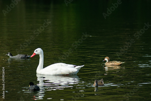 Ducks and geese on the lake