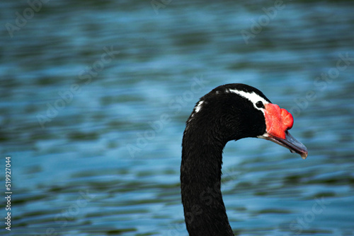 Geese on the lake